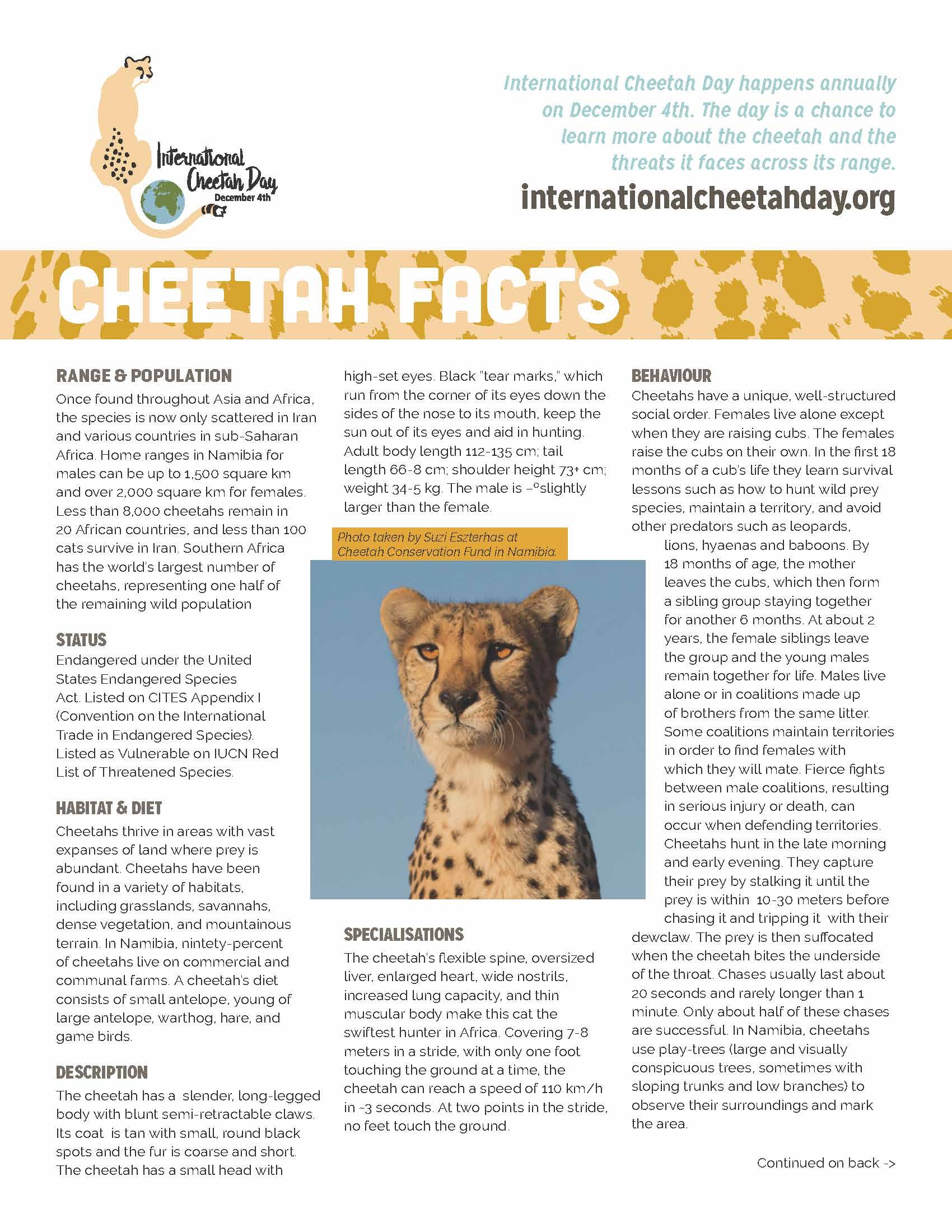 Printable Images Of Cheetahs