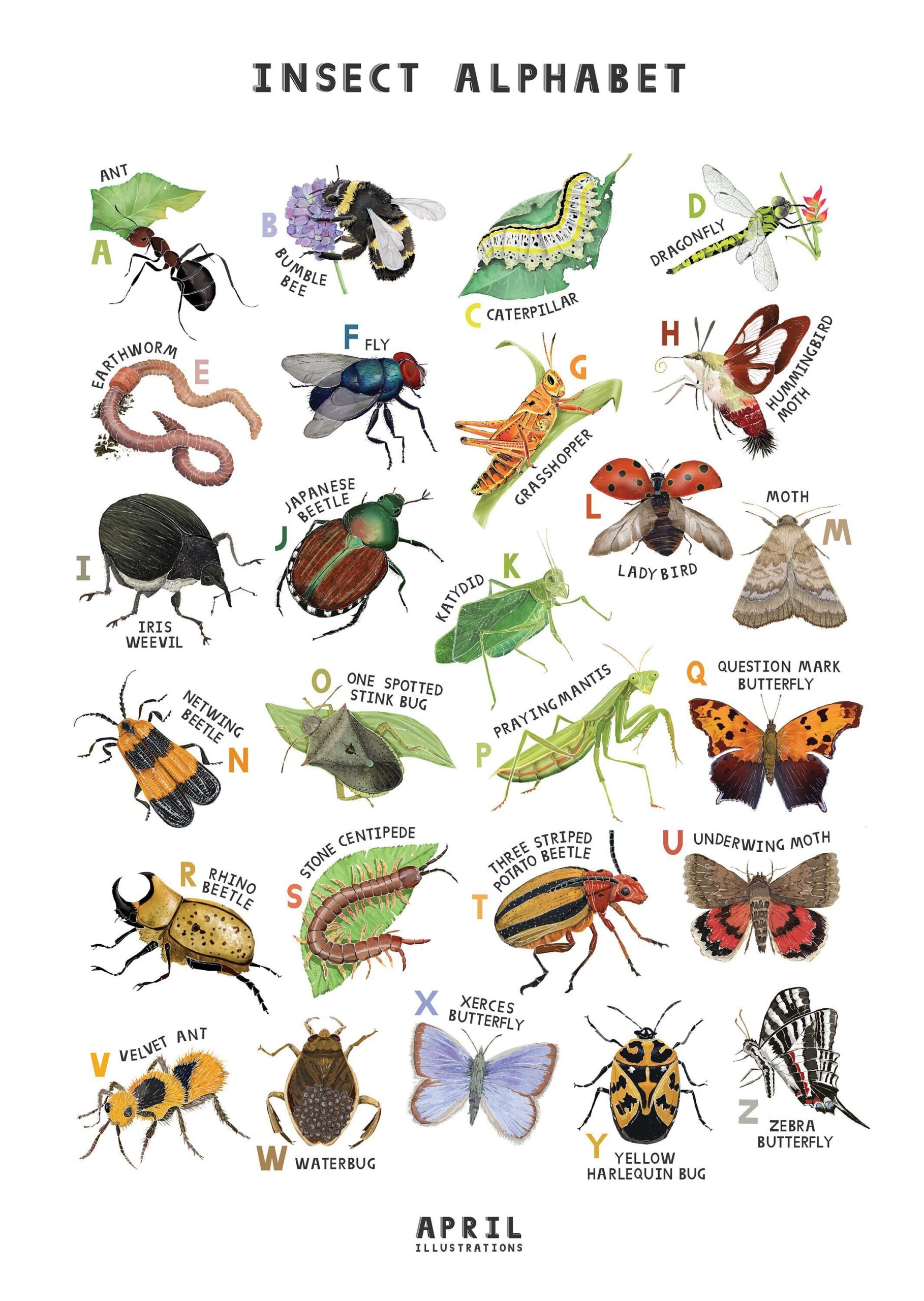 Printable Insect Pictures