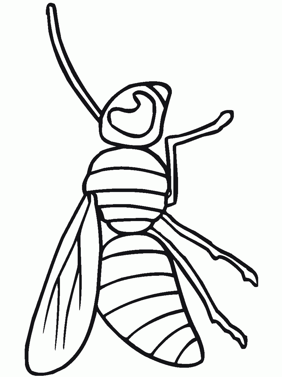Printable Insect Pictures