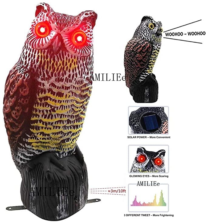 printable owl pictures to scare birds
