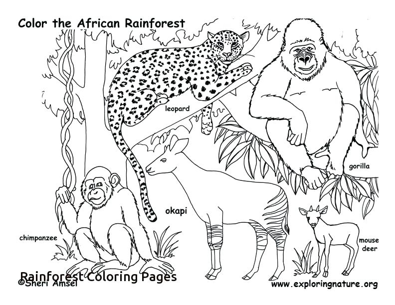 Printable Rainforest Animals