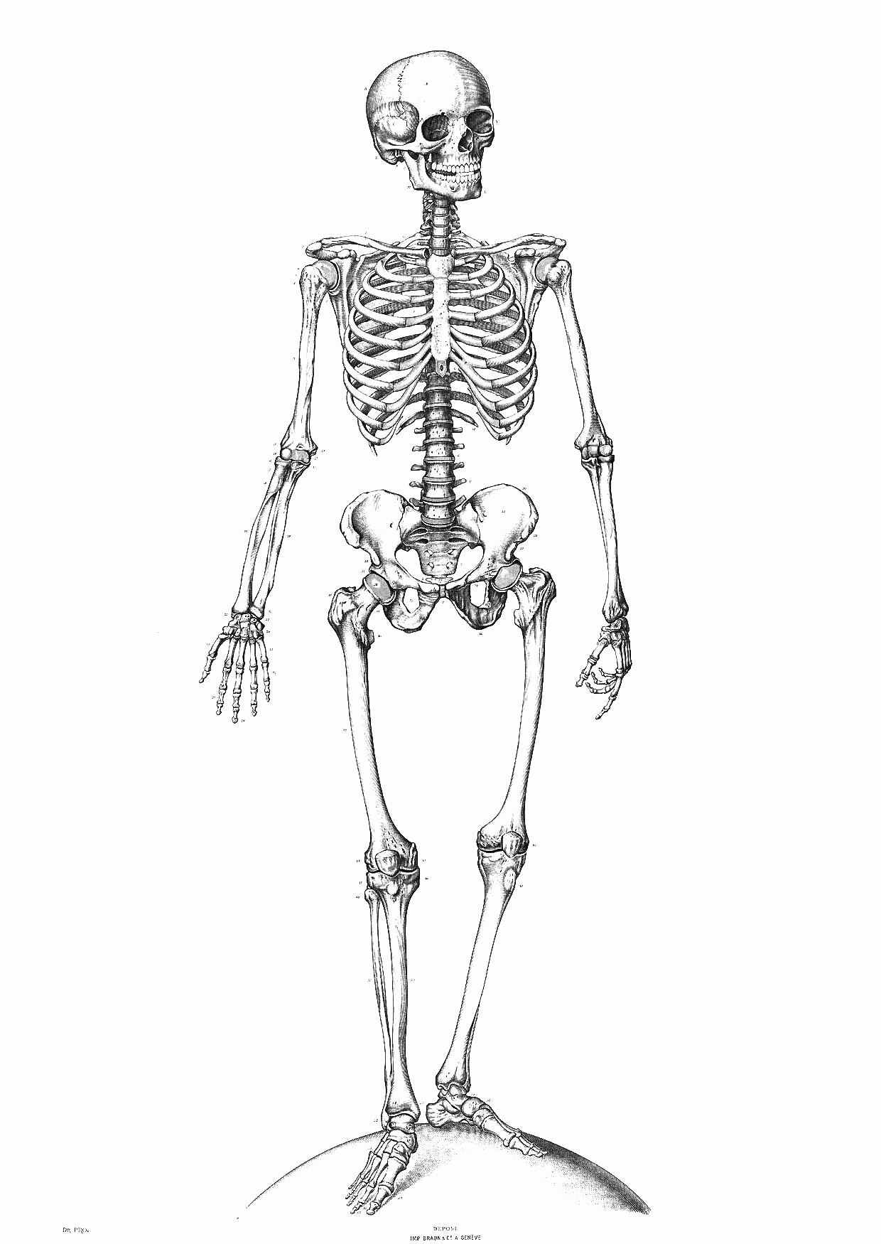 Printable Skeleton Coloring Pages Coloring Home