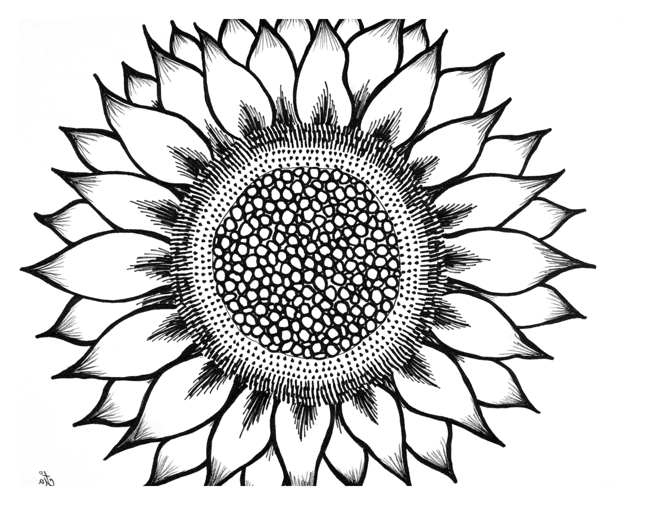 sunflower pictures printable