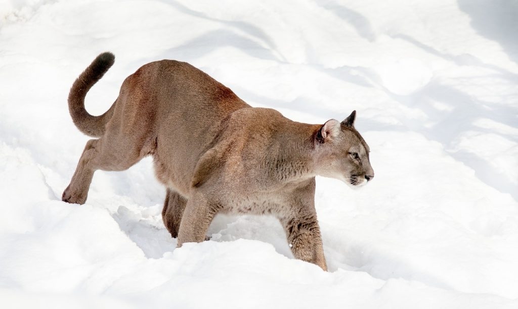 Proposed Colorado Ballot Initiative Would Ban All Mountain Lion And 