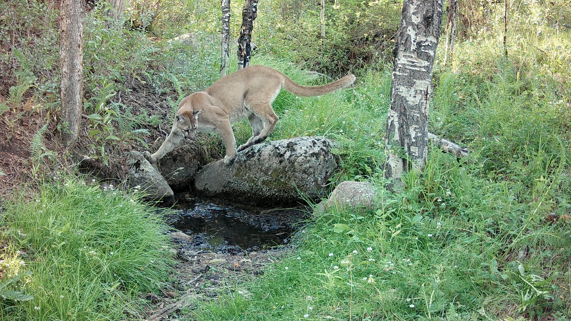 Proposition 127 Prohibit Bobcat Lynx And Mountain Lion Hunting In 
