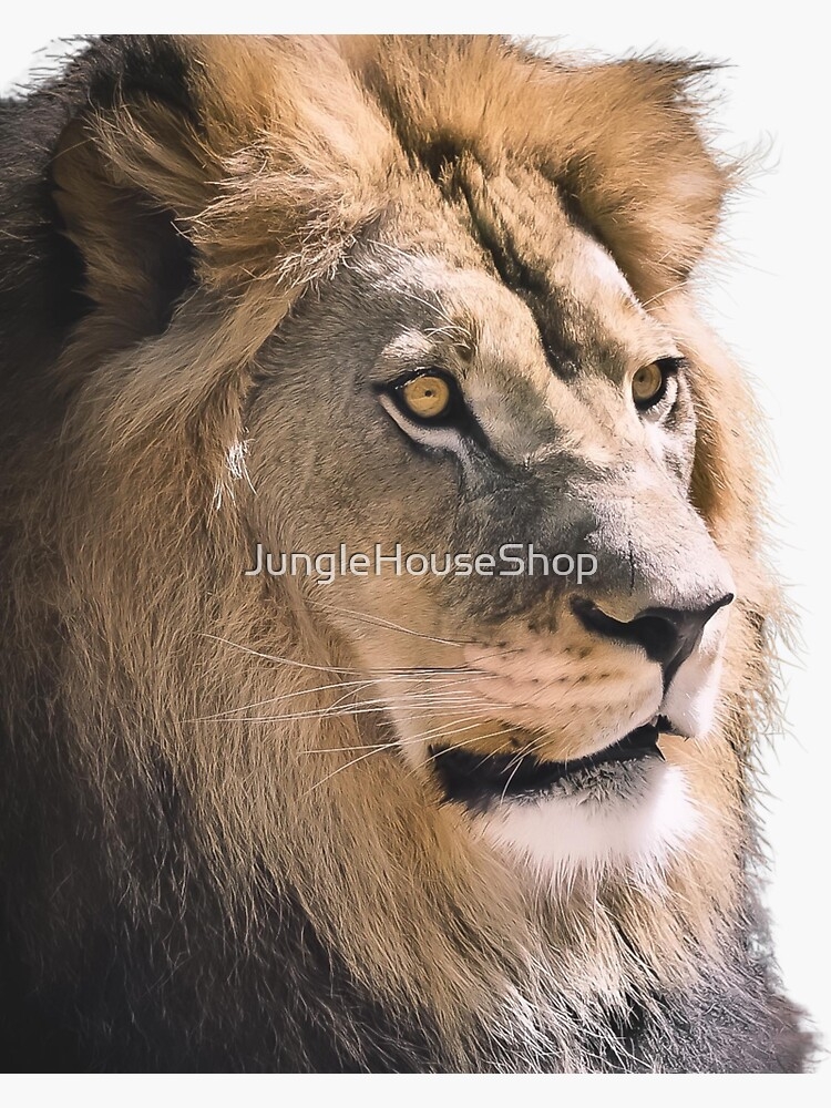  quot Lion 39 s Mane Photographed At Denver Zoo In Colorado quot Sticker For Sale 