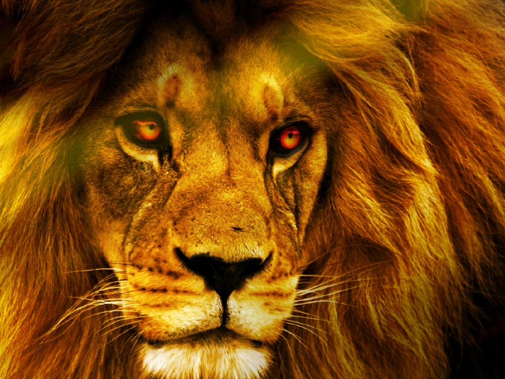 color lion wallpaper