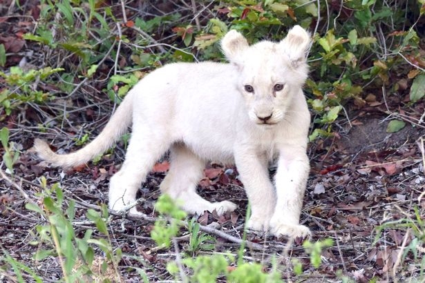 Rare White Lion Cubs Blog 89 9 The Wave