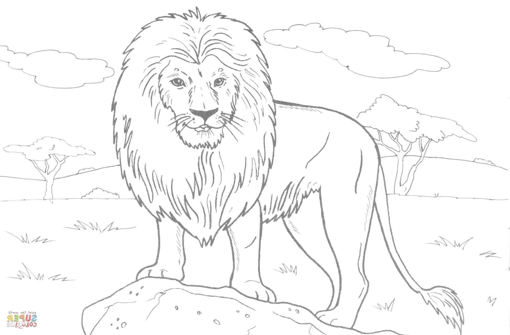 Realistic Lion Coloring Pages At GetDrawings Free Download