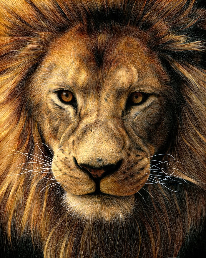 Realistic Lion Drawing At PaintingValley Explore Collection Of