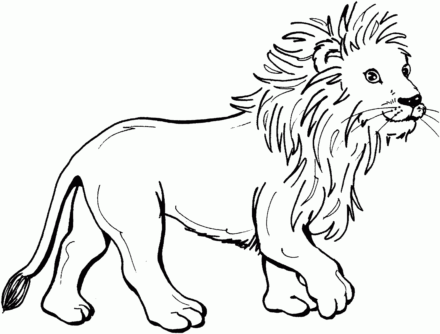 lion roaring coloring pages