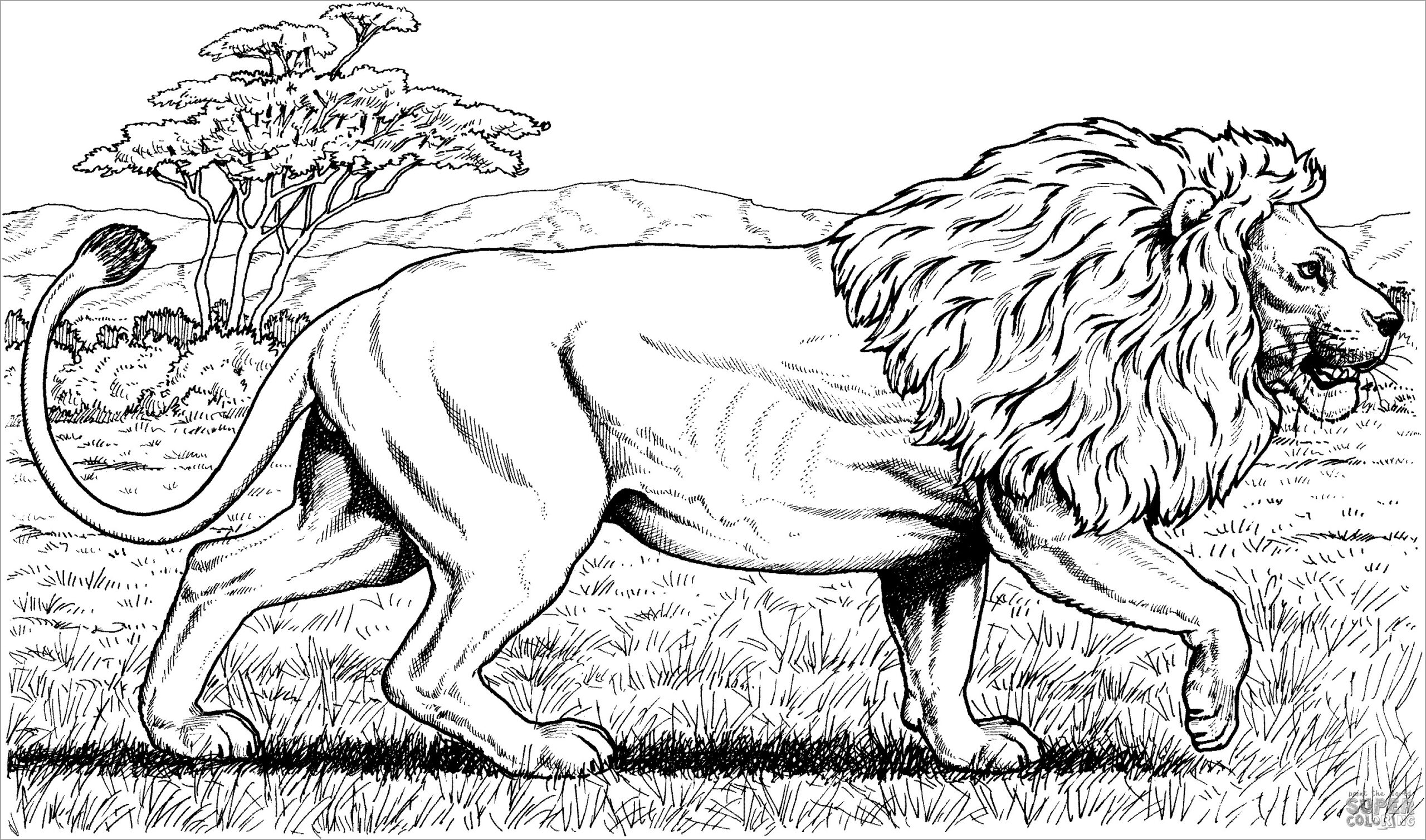 Realistic Walking African Lion Coloring Page ColoringBay