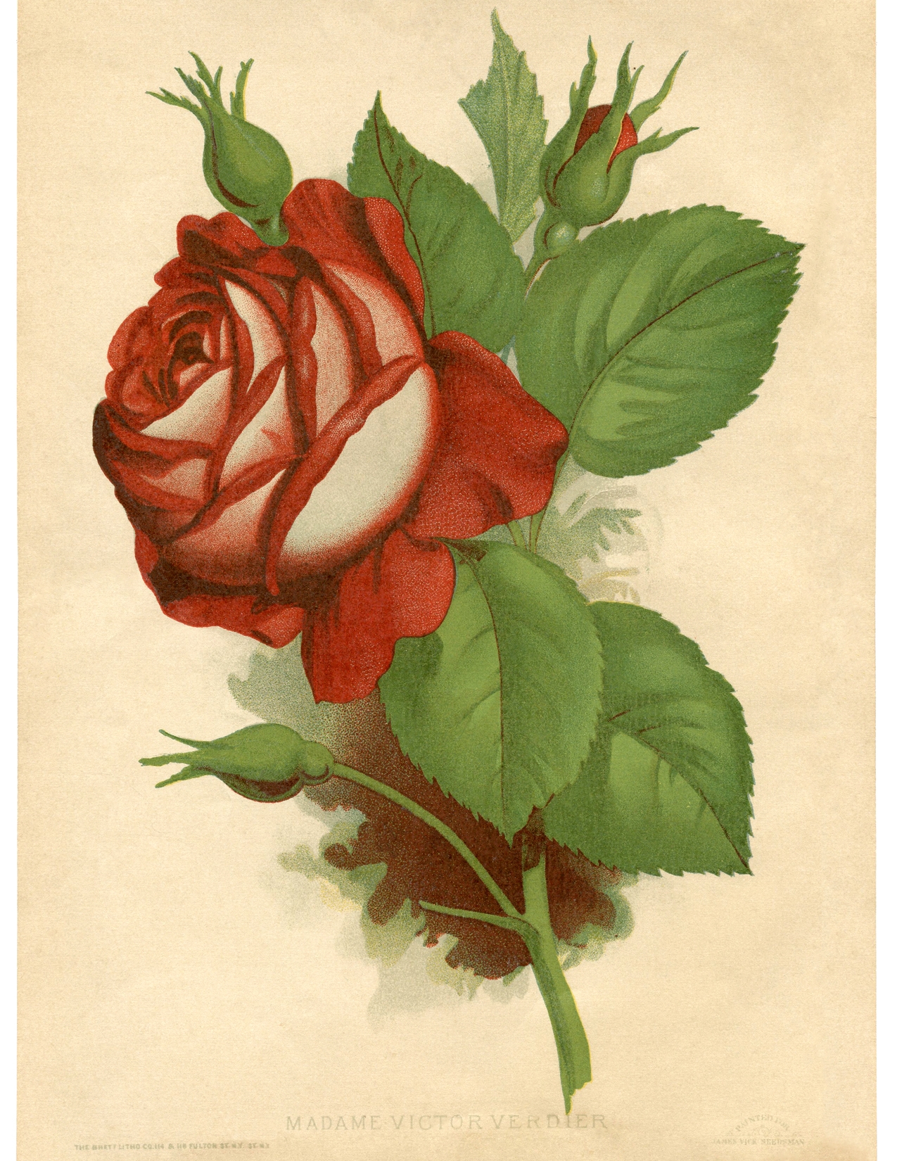 printable rose pictures