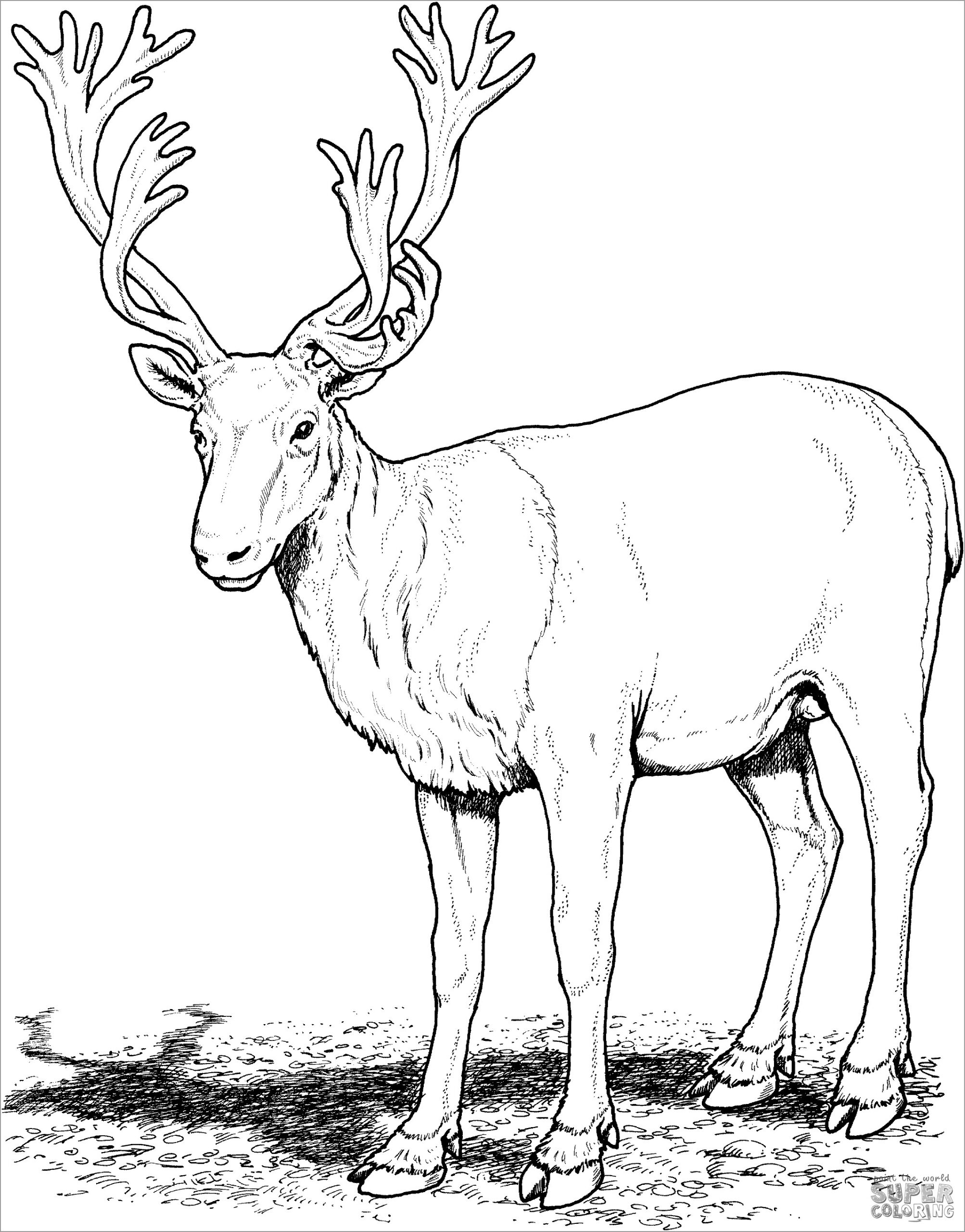 Reindeers Coloring Pages ColoringBay