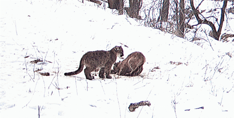 Resident Mountain Lion Population In Nebraska Trapper Predator Caller