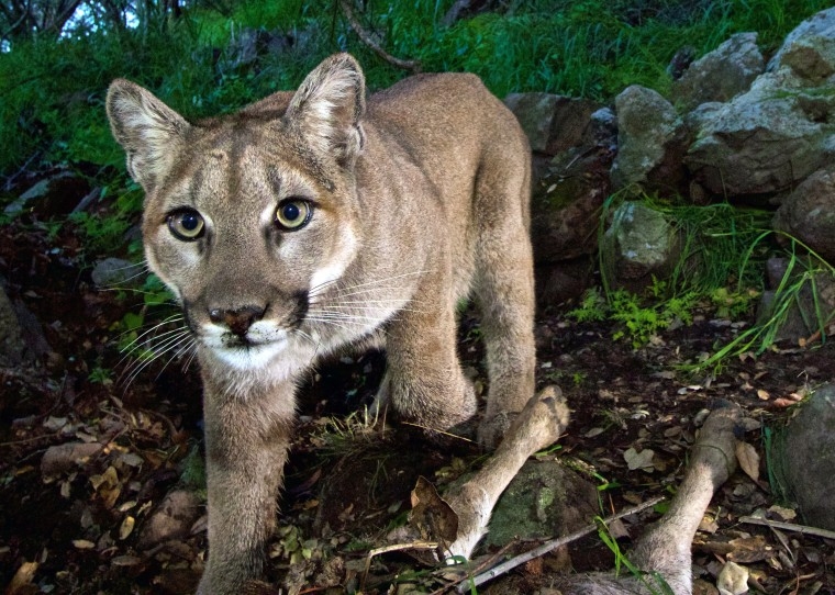 Runner Kills Mountain Lion That Attacked Him On Colorado Trail