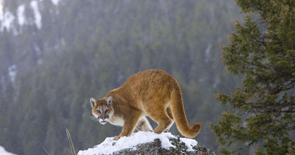 Runner Kills Mountain Lion With Bare Hands In Self Defense Thrillist
