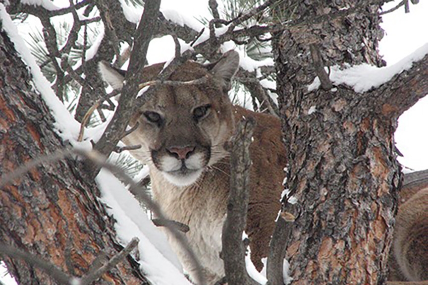 Safari Club Supports Science Based Management Of Colorado Mountain 