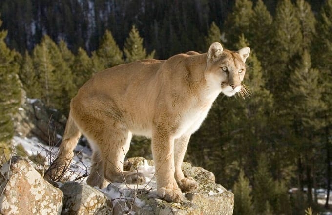 Say What Now Colorado Man Strangles A Mountain Lion To Death With His 