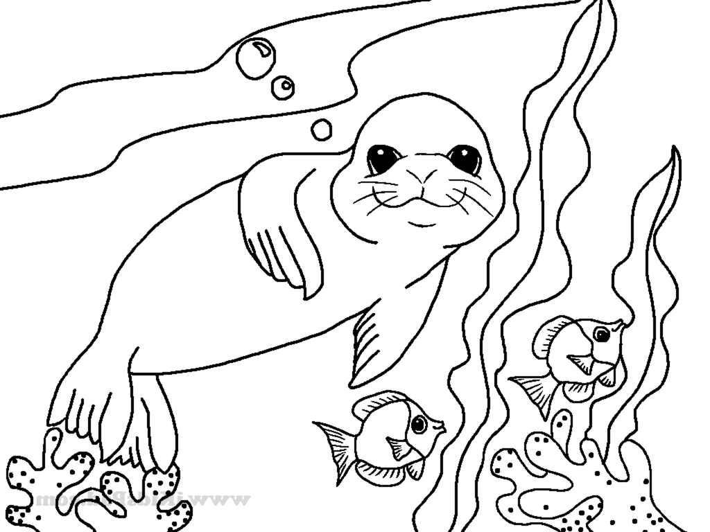 Sea Lion Color Page Sea Lion Coloring Page At Getcolorings