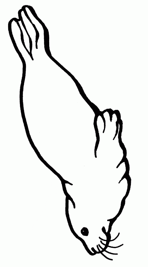 sea lion coloring sheet