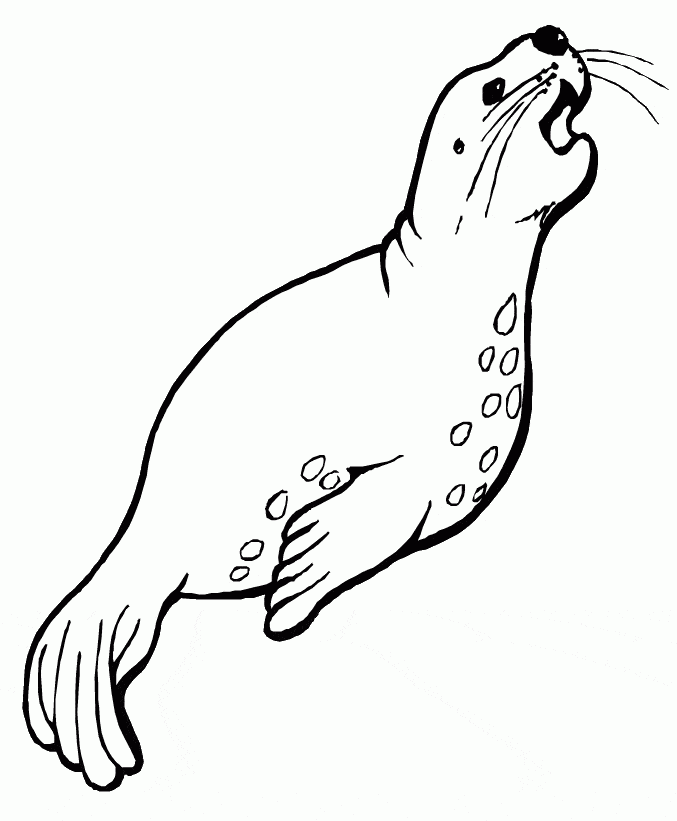 Sea Lion Coloring Page Animals Town Free Sea Lion Color Sheet