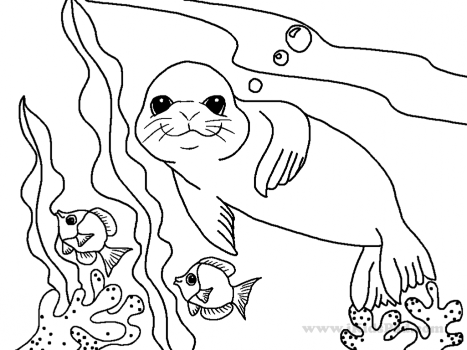 Sea Lion Coloring Page Coloring Home