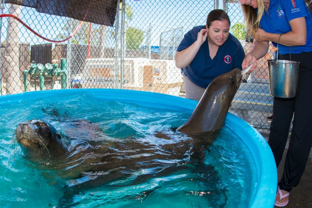 lion rescue colorado