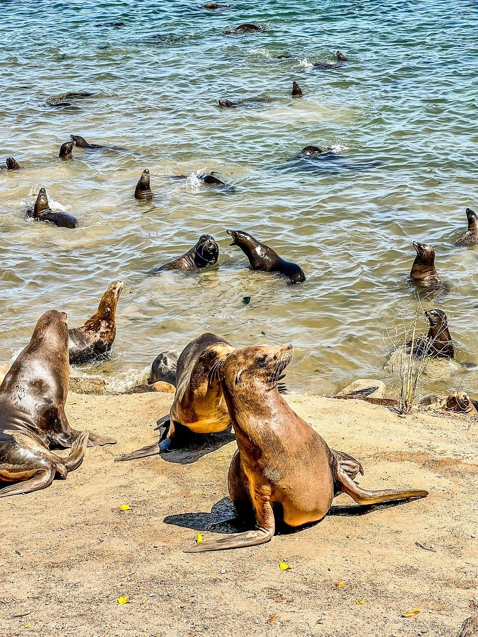 Sea Lions Monterey California Free Photo On Pixabay