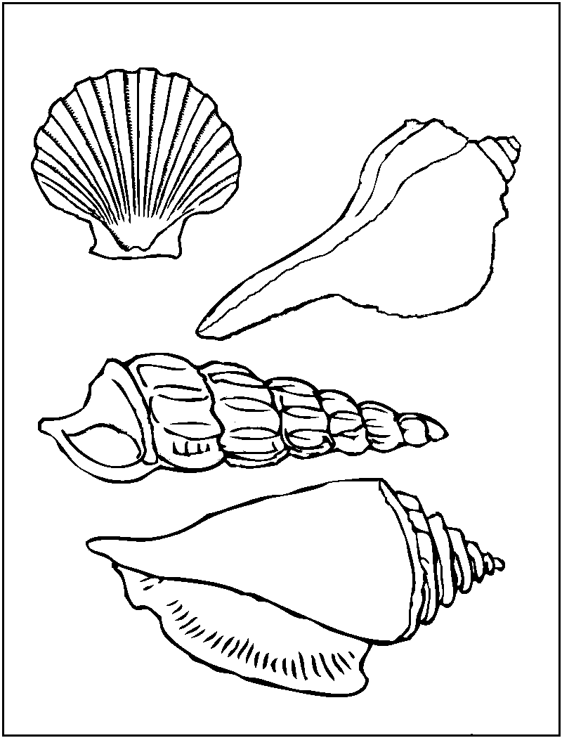Seashell Coloring Pages Printable Coloring Pages