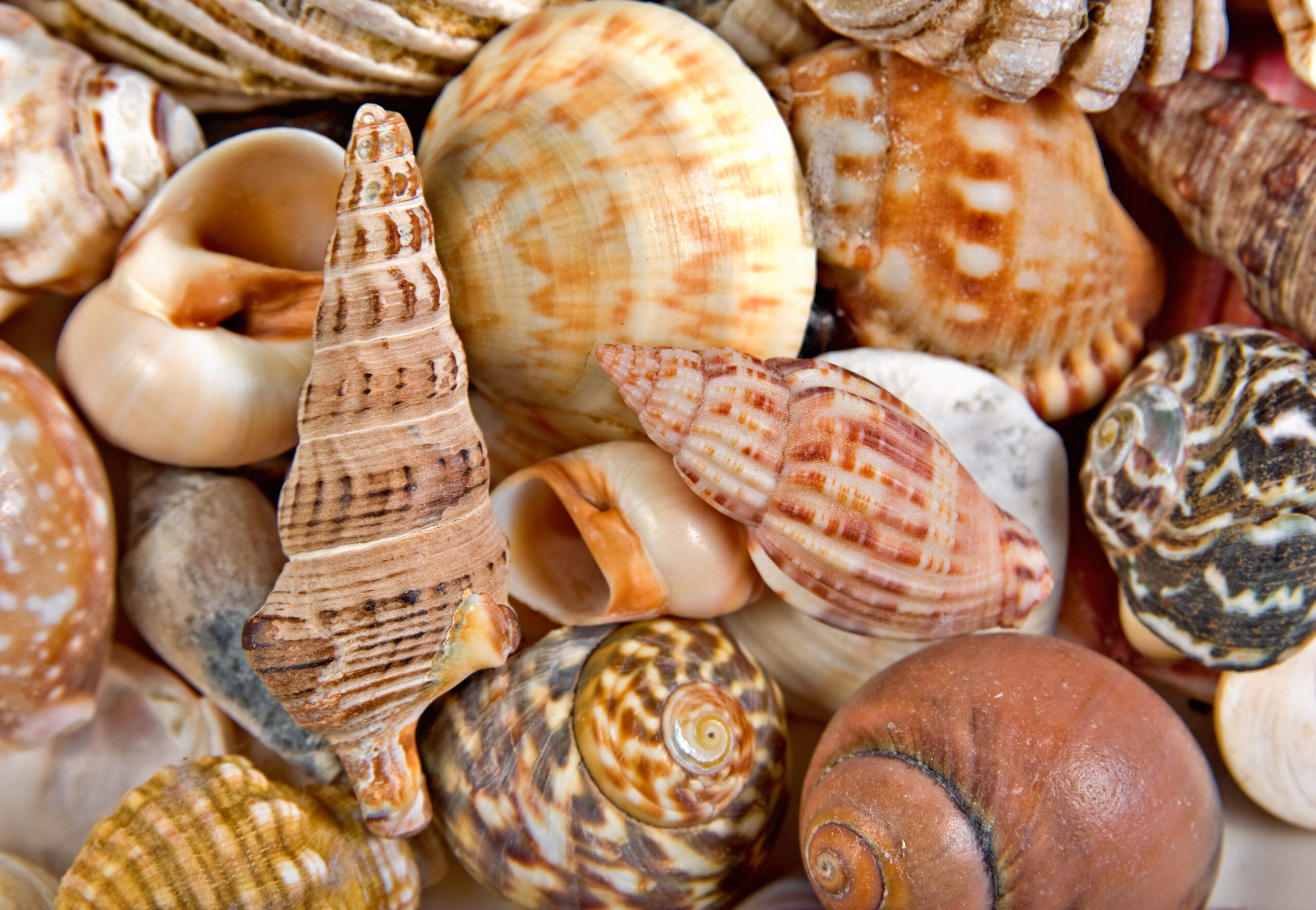 seashells printable pictures