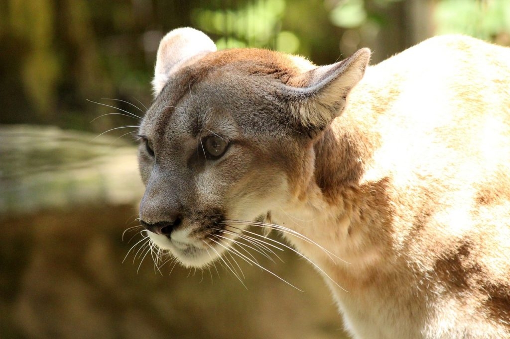 mountain lion ballot initiative colorado