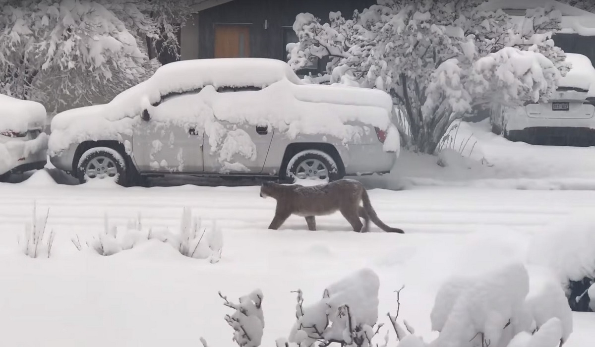 Several Mountain Lions Have Been Spotted Wandering Through Boulder 