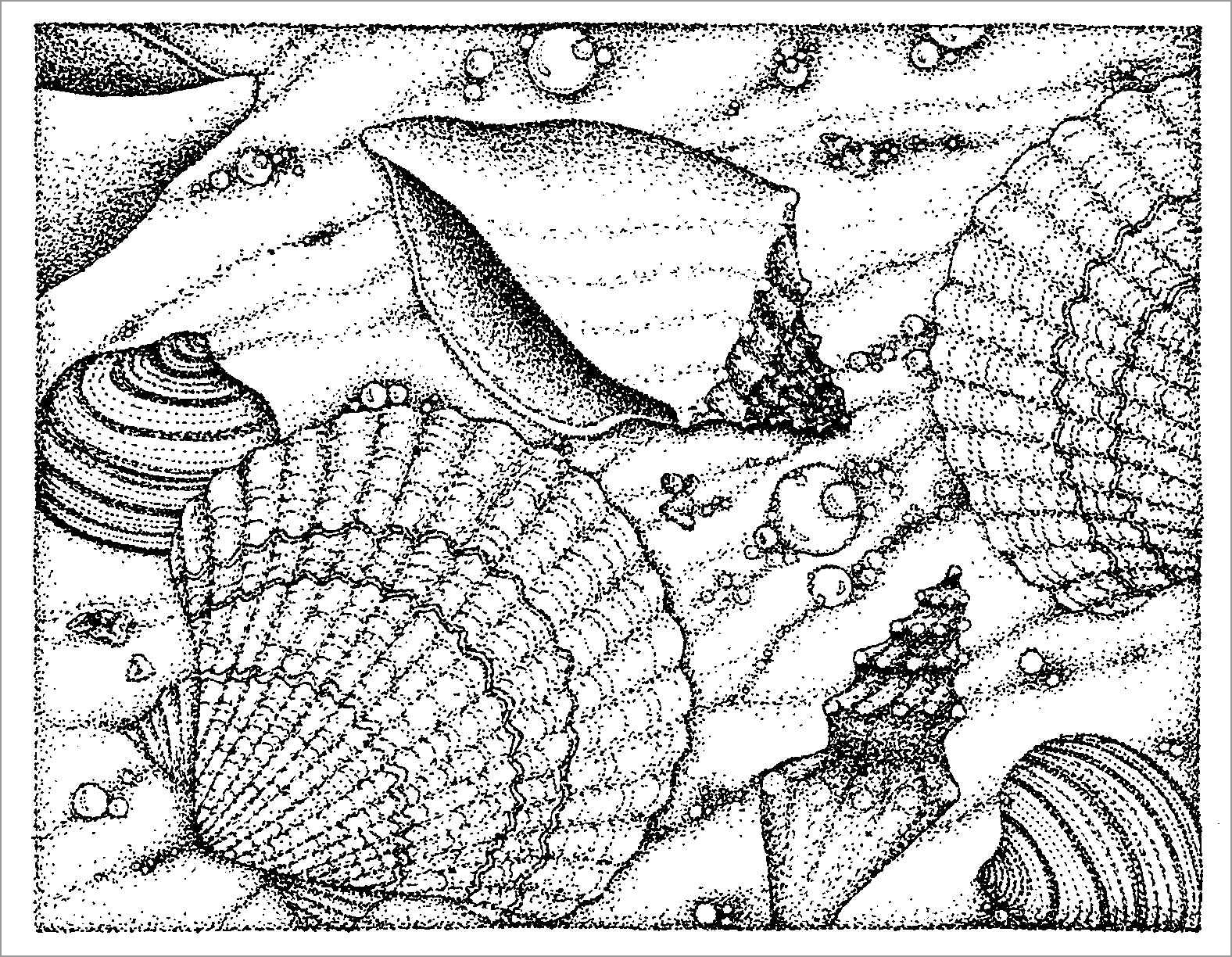 printable shell pictures