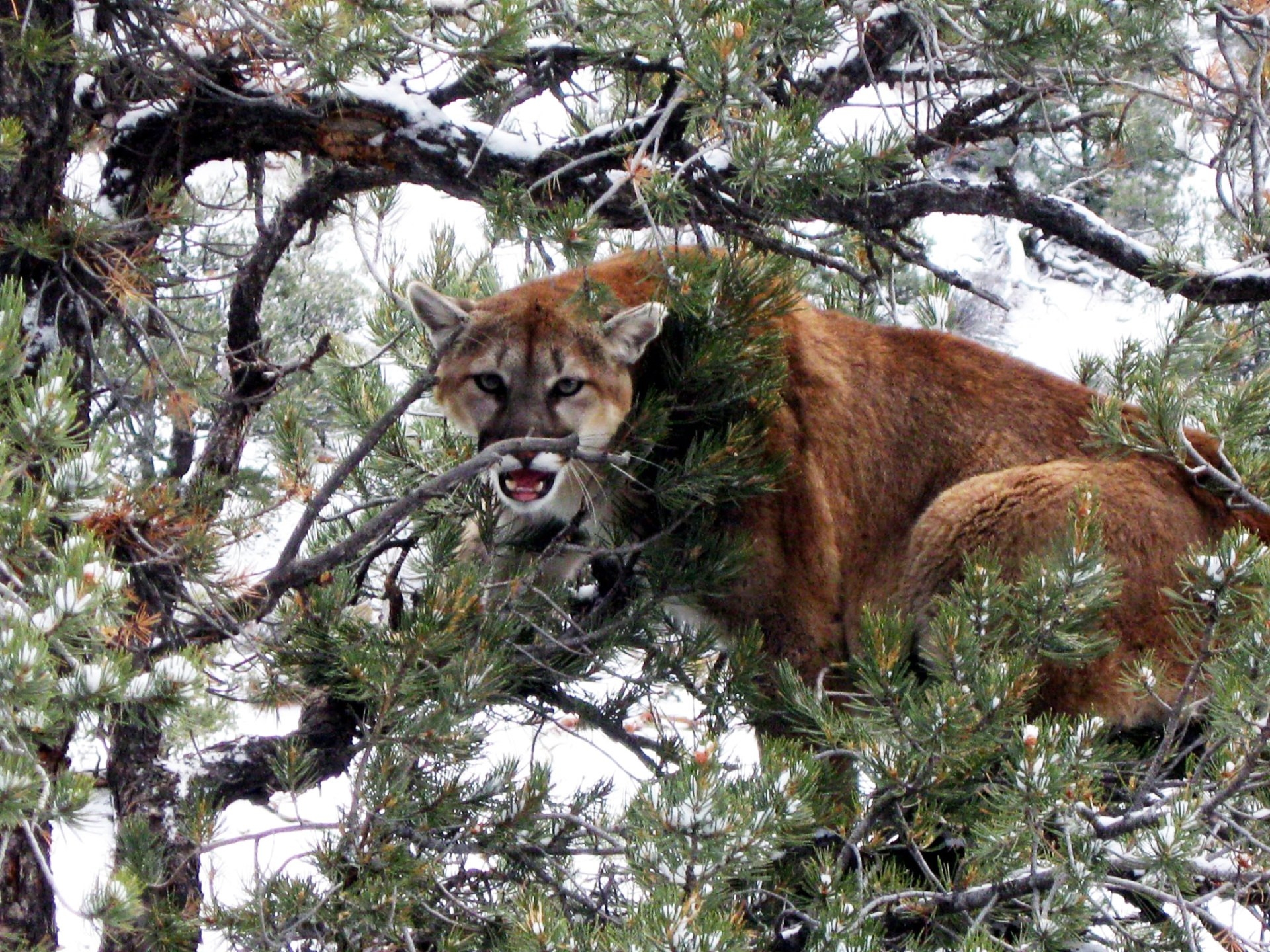 Silver Creek Outfitters Mountain Lion Hunting Steamboat Springs CO