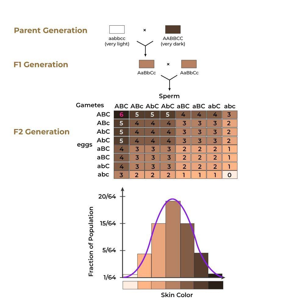 Skin Color Inheritance Skin Color Human Skin Color Sk Vrogue co