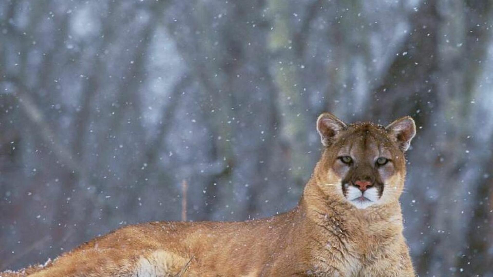 Snow Animals Colorado Mountain Lions Wallpaper 106990