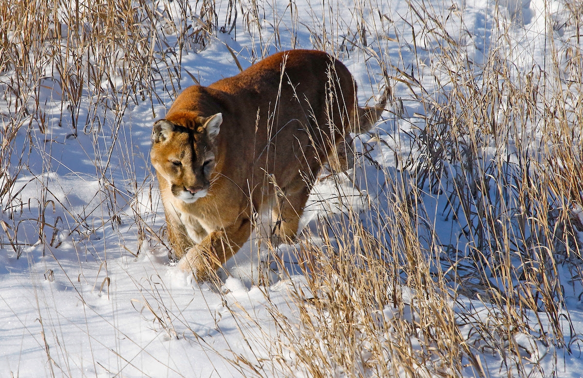 Supporters Of Colorado Mountain Lion Hunting Ban Submit Petition 