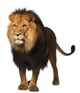Tawny Lion Color Hex Code Is C18D41