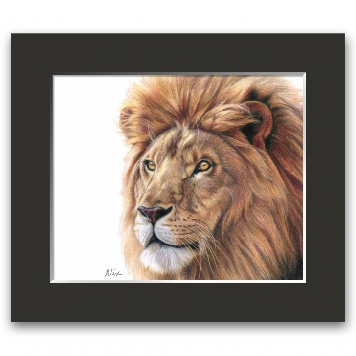 The Best Lion Colored Pencil Drawing Tutorials Learn To Draw A