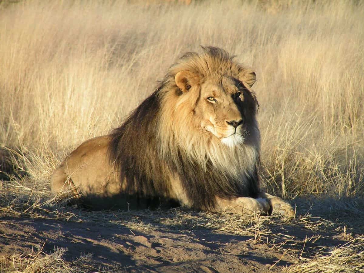 The Mane Of The African Lion Guide To The African Lion ALERT