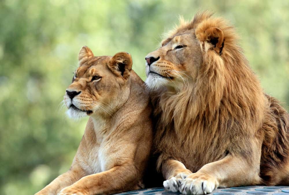 The Mane Of The African Lion Guide To The African Lion ALERT