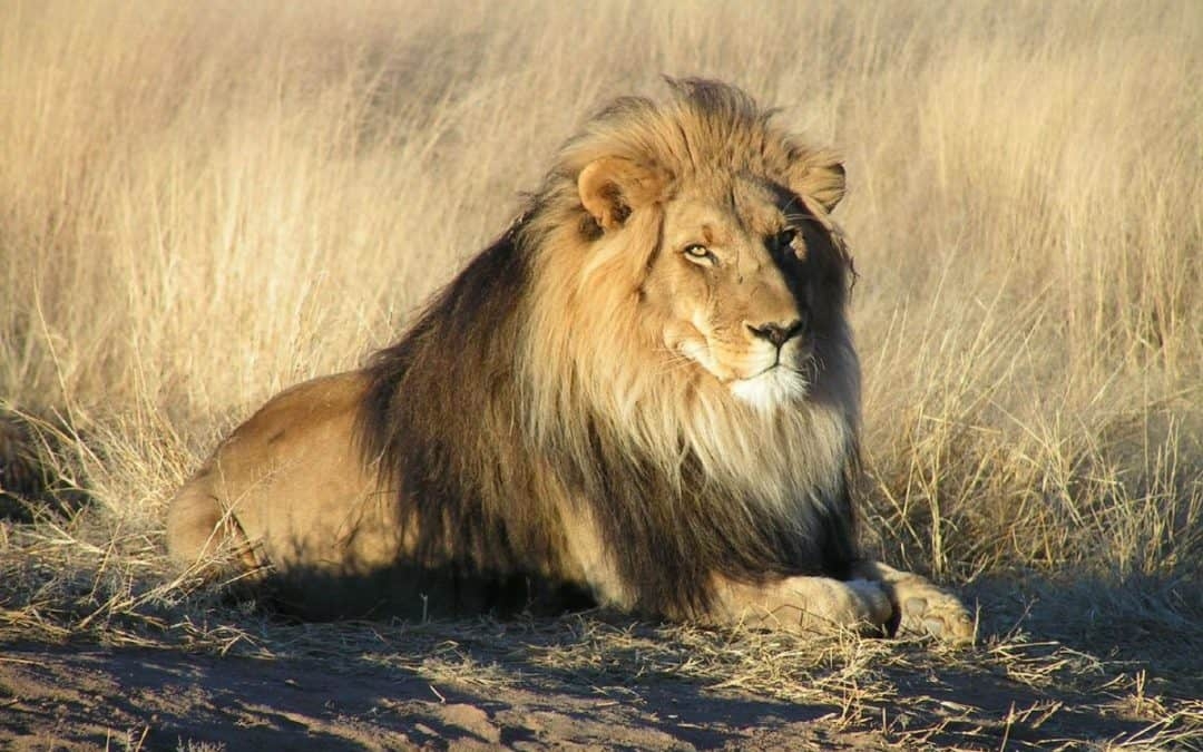 The Mane Of The African Lion Guide To The African Lion ALERT