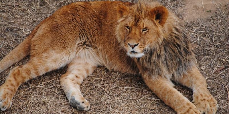 The Wild Animal Sanctuary Keenesburg CO Uncover Colorado
