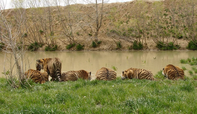 The Wild Animal Sanctuary Wildlife Refuge In Colorado Fort Morgan 