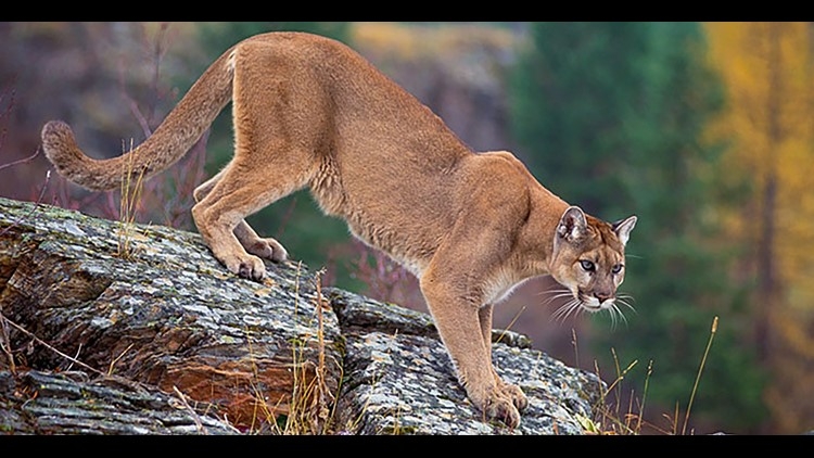 how many mountain lions are killed in colorado each year