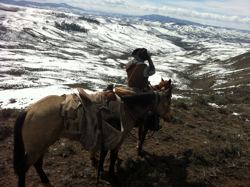 hunting mountain lions in colorado