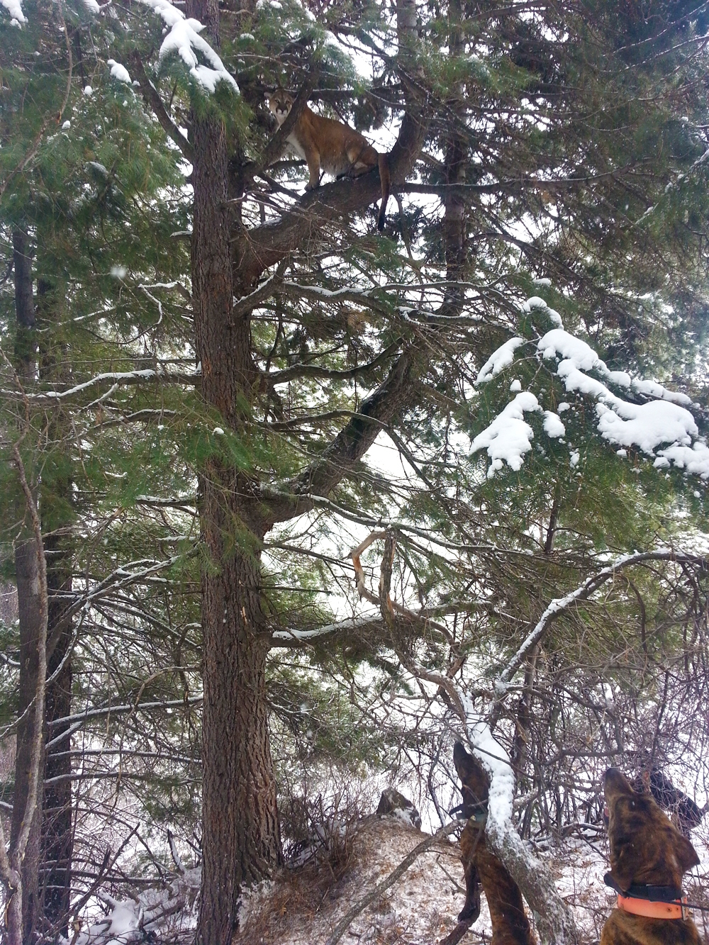 mountain lions in colorado