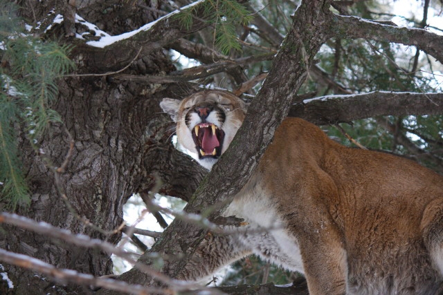 mountain lions in colorado map
