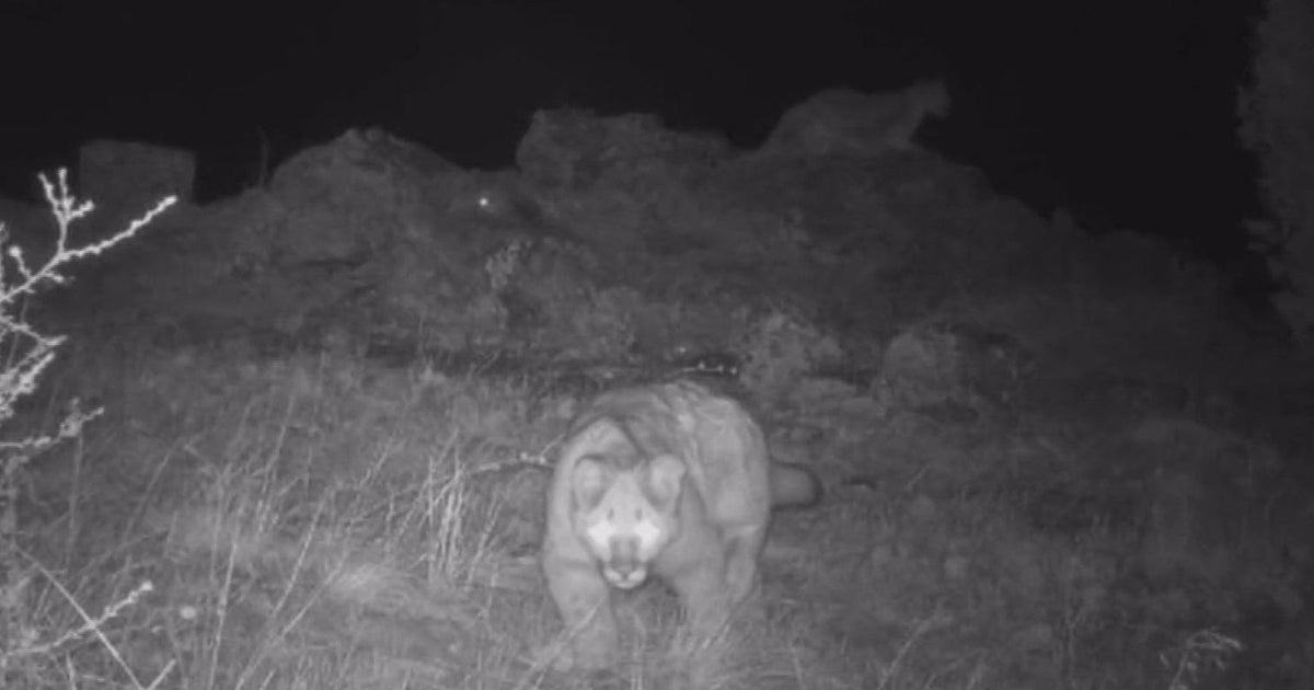 Trail Cam Records Young Mountain Lion Practicing Its Stalking Skills 